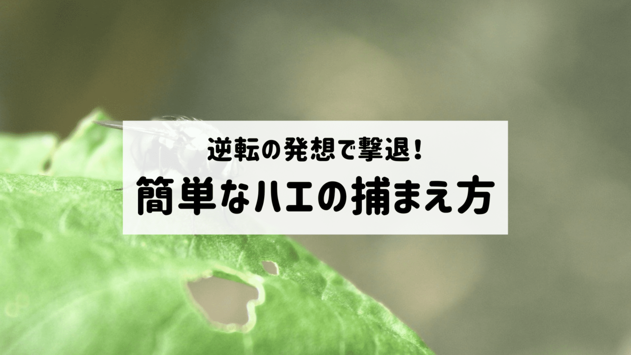 逆転の発想で撃退 スピードで勝とうとしちゃダメ 簡単なハエの捕まえ方 Kotobukingdom